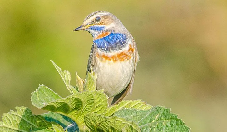 Siberian Bluethroat