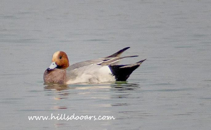 Eurasian Wigeon