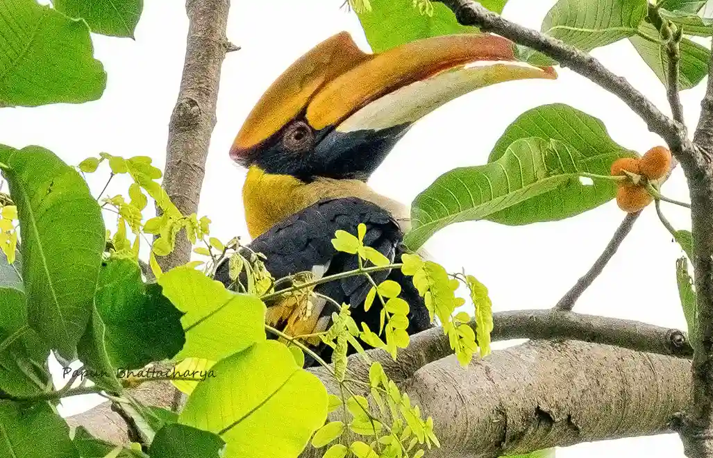 Great Hornbill bird