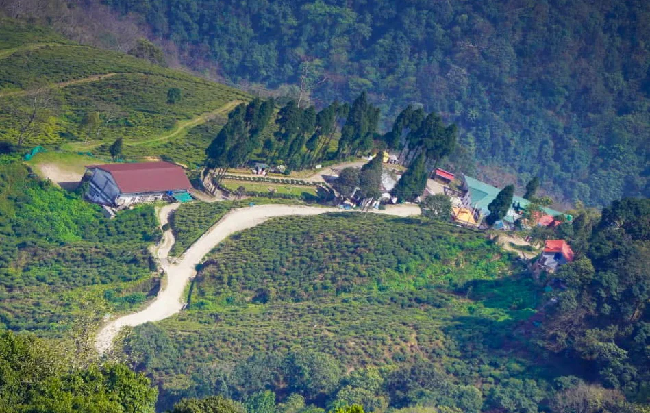 Happy Valley Tea Garden Darjeeling