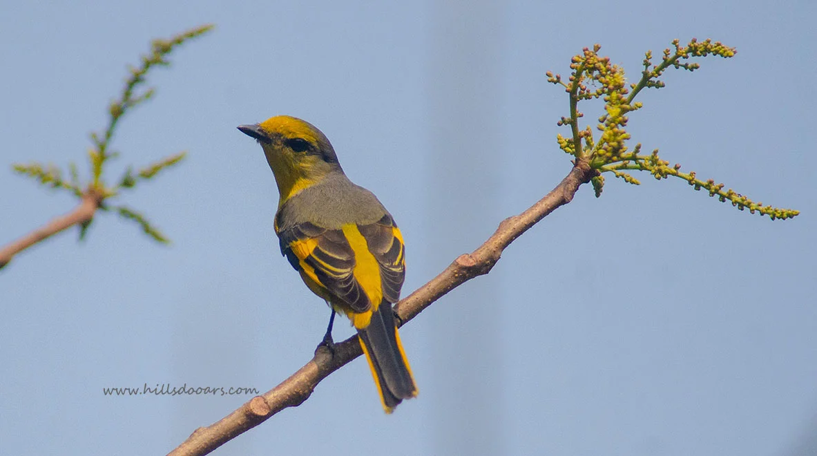 Scarlet Minivet (Female)