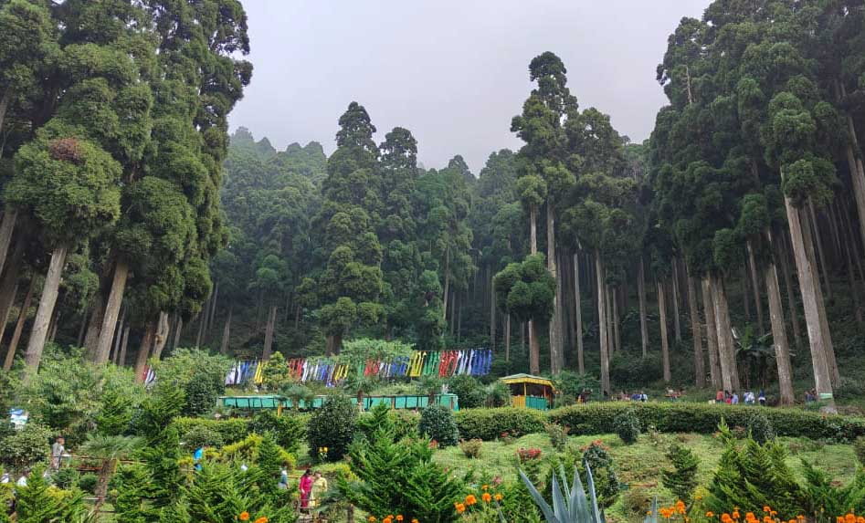 Towering pine forests, lush greenery