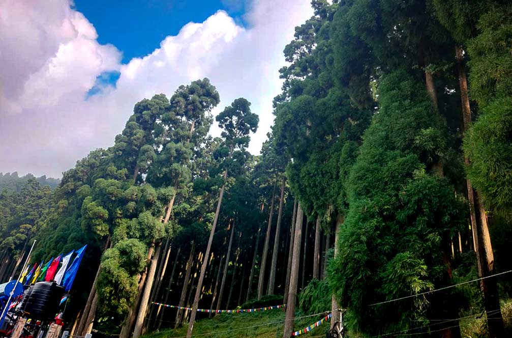 Pine forest under blue sky