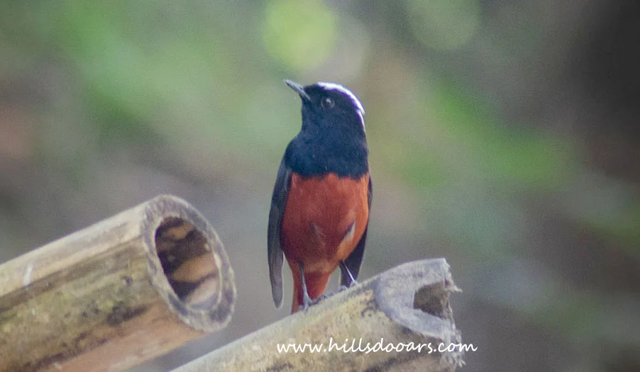 White-capped Redstart (Male)