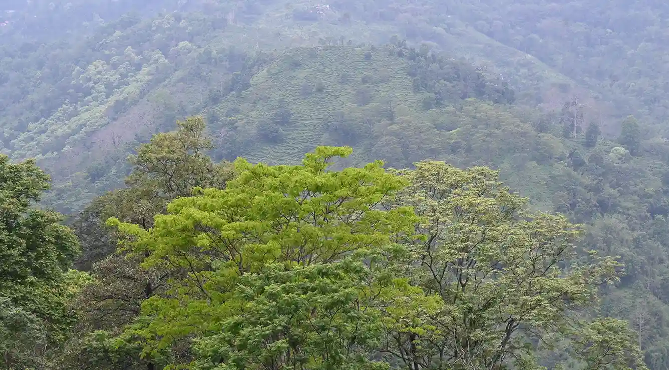 Lush greenery of Shivkhola