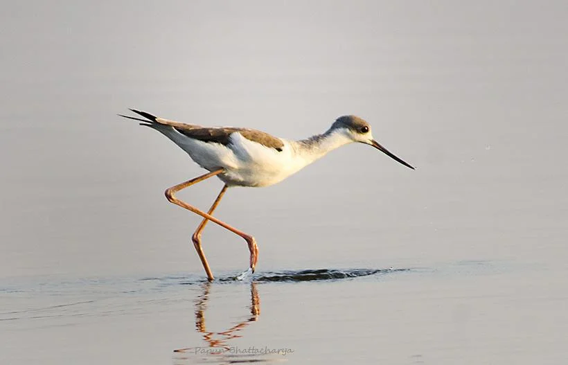 Black-winged Stilt