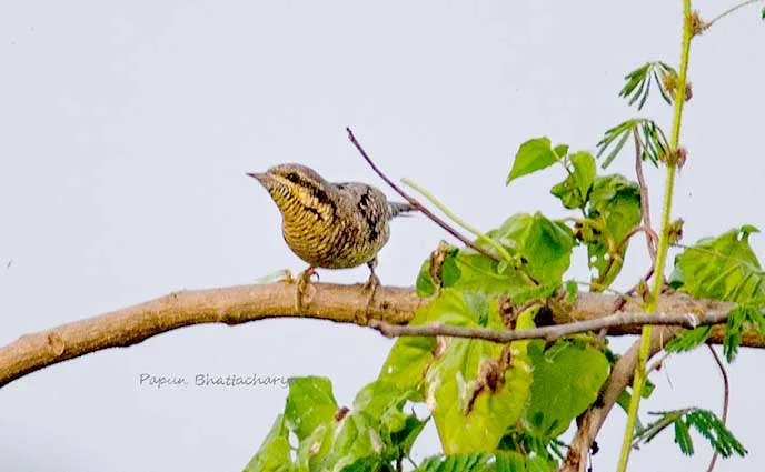Eurasian Wryneck bird